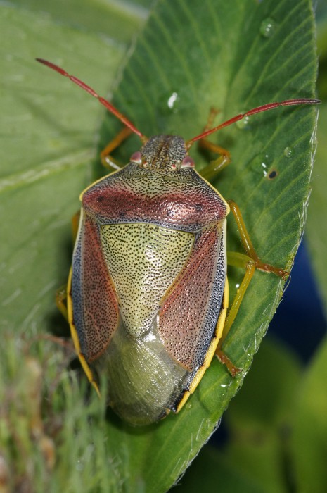 Pentatomidae: Piezodorus lituratus del Veneto (TV)